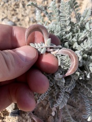 Astragalus tidestromii