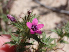 Navarretia hamata