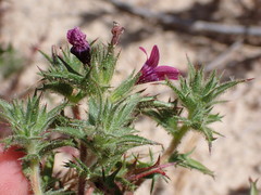 Navarretia hamata