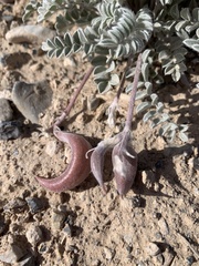 Astragalus tidestromii