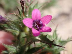 Navarretia hamata