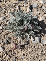 Astragalus tidestromii