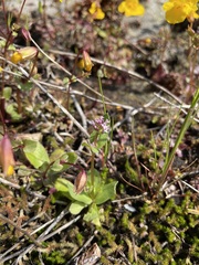 Plectritis congesta brachystemon