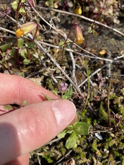 Plectritis congesta brachystemon