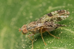 Tephritis vespertina