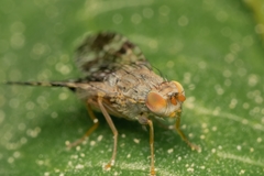 Tephritis vespertina