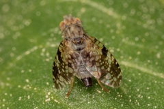 Tephritis vespertina