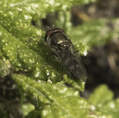Platycheirus trichopus