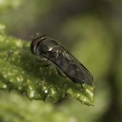 Platycheirus trichopus