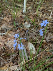 Sisyrinchium mucronatum