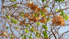 Holoptelea integrifolia