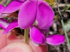 Tephrosia potosina