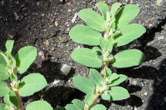 Euphorbia stictospora