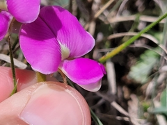 Tephrosia potosina