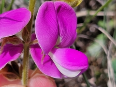 Tephrosia potosina