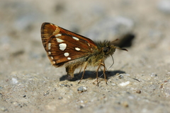 Dalla steinhauseri