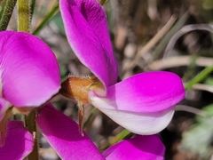 Tephrosia potosina