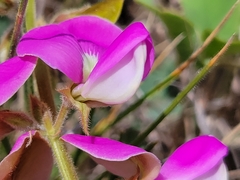 Tephrosia potosina