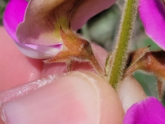 Tephrosia potosina