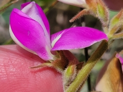 Tephrosia potosina