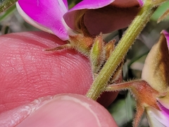 Tephrosia potosina