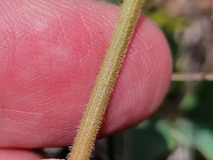 Tephrosia potosina
