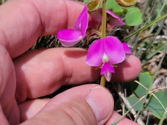 Tephrosia potosina