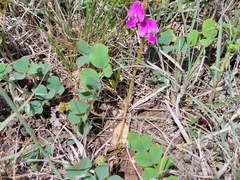 Tephrosia potosina