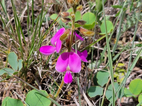 Edwards Plateau hoarypea (Tephrosia potosina)