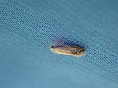 Prodoxus marginatus