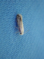 Prodoxus marginatus