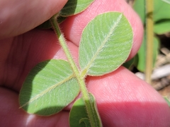 Tephrosia potosina