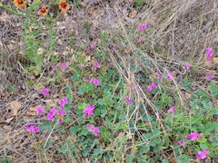 Tephrosia potosina
