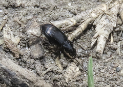 Carabidae