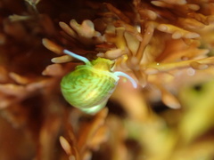 Eulithidium