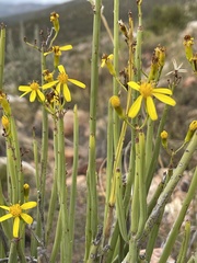 Senecio junceus