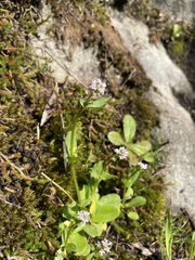 Plectritis congesta brachystemon