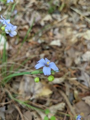 Sisyrinchium mucronatum