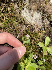 Plectritis congesta brachystemon