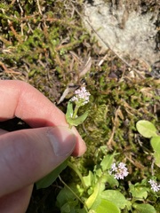 Plectritis congesta brachystemon