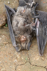 Hipposideros