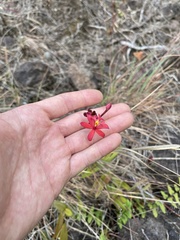 Epidendrum × obrienianum