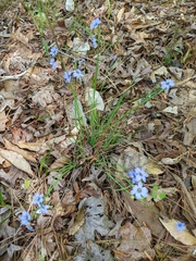 Sisyrinchium mucronatum