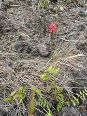 Epidendrum × obrienianum