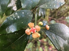Euonymus tashiroi