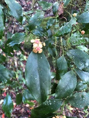 Euonymus tashiroi