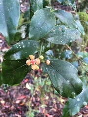 Euonymus tashiroi