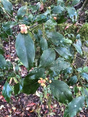 Euonymus tashiroi