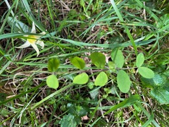 Lathyrus holochlorus