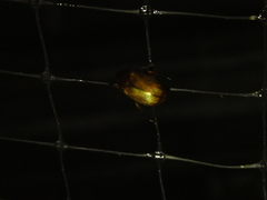 Callistethus lativittis